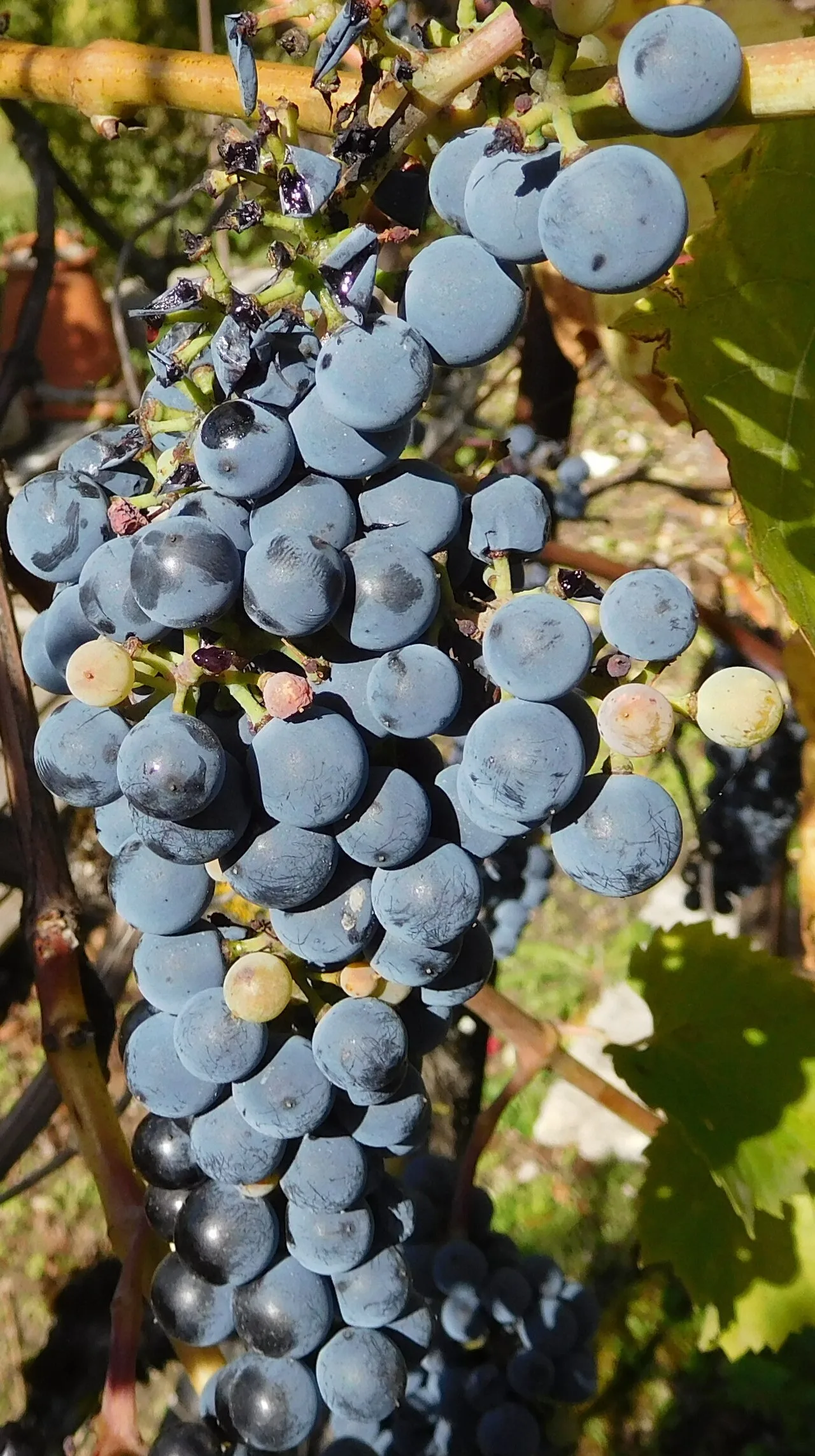 Grappe de raisin dans les vignes du Centre-Loire (photo d'illustration)