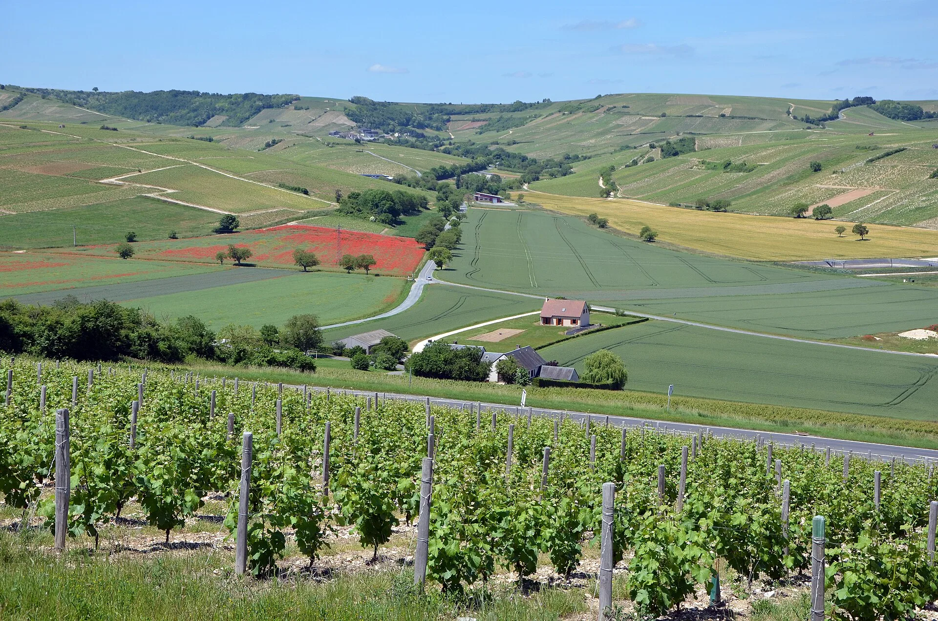 Coteaux de vignes du Centre-Loire (photo d'illustration)
